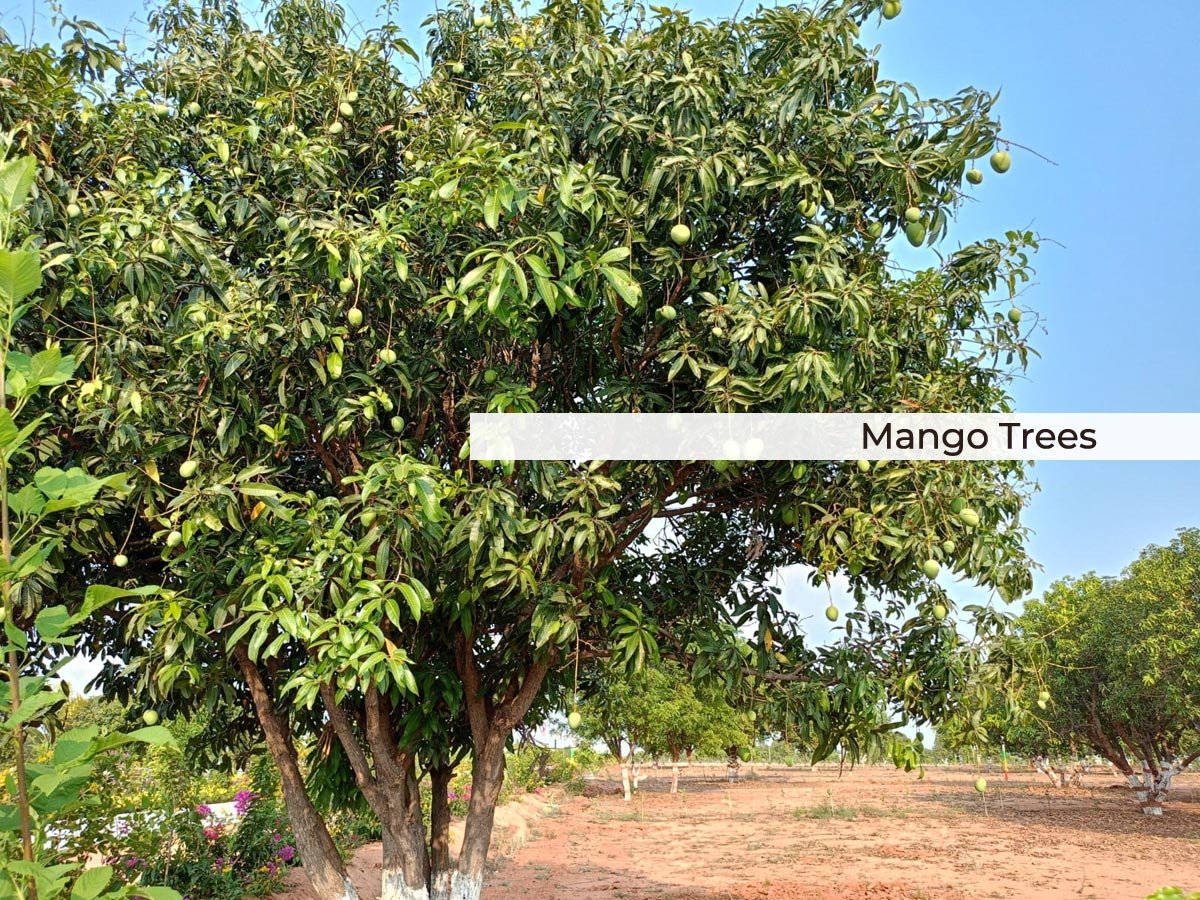 Mango-Trees-1